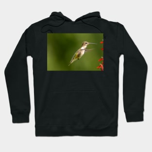 Ruby Throated hummingbird Hoodie